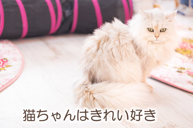 きれい好きな猫