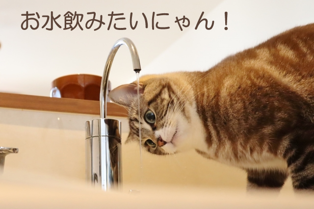 猫 水