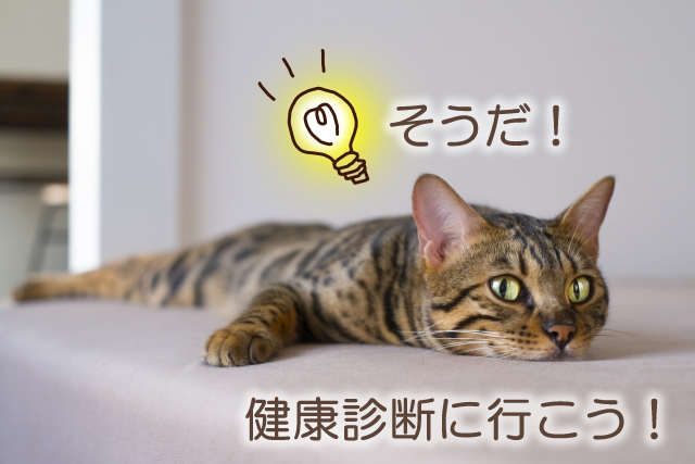 猫 健康診断