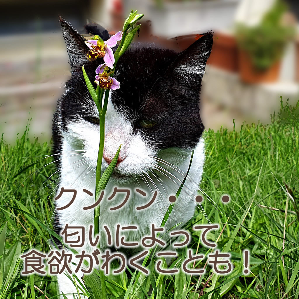 ニオイによって食欲が