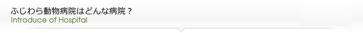 ふじわら動物病院はどんな病院？
